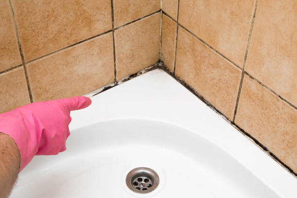 Best Certified Mold Removal  in Freeport, IL